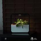 Rain Planter